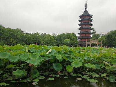 湖州游,一天带你赏完湖州市区_府庙