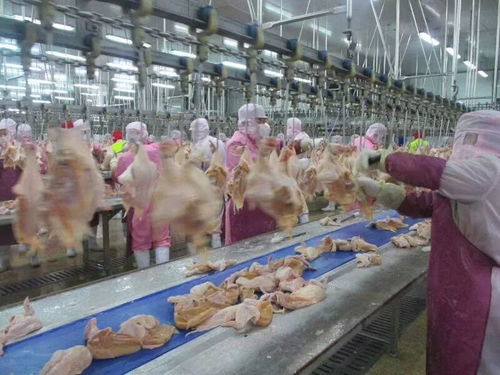 大龄工企业 湖北正大食品 湖州泰普森