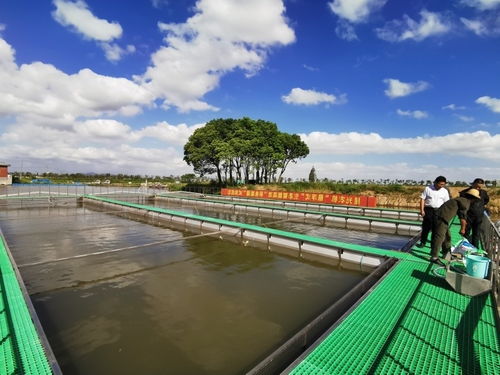你吃过 跑道 游来的鲈鱼吗 湖州菱湖为它成功认证全国名特优新产品